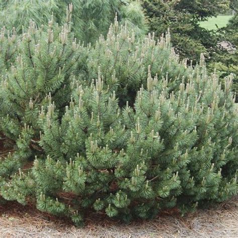 Dwarf Mugo Pine Slowmound Pinus Mugo MyGardenLife