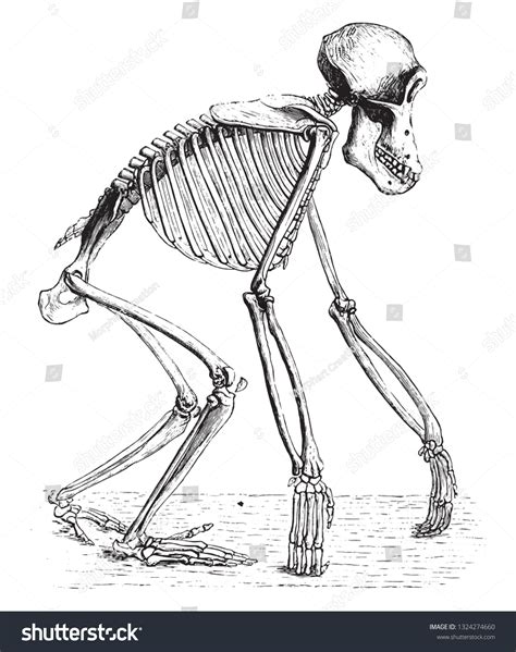 Esqueleto Del Chimpancé Ilustración Vintage Grabada Vector De Stock