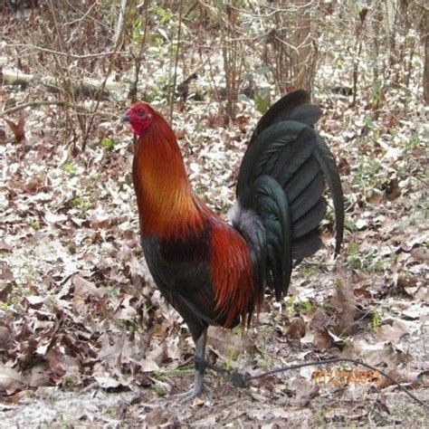We at game8 thank you for your support. Black/Hatch Game Fowl | Game fowl, Rooster breeds, Pretty ...