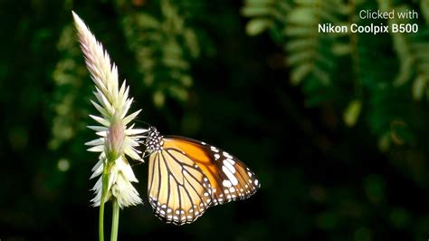 10 Tips For Photographing Butterflies Butterfly Photography Tips