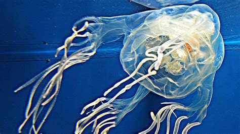 New Box Jellyfish Could Be Developed Into A Spray The Courier Mail