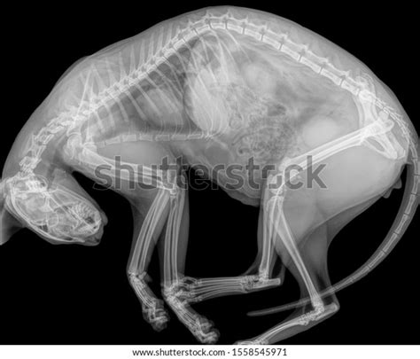 Feline X Ray 324 รายการ ภาพ ภาพสต็อกและเวกเตอร์ Shutterstock