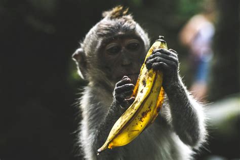 Brown Monkey Holding Banana Fruit · Free Stock Photo