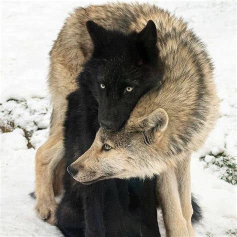 Loup noir, loup blanc | Acupuncture - Psychotherapie - Chomérac
