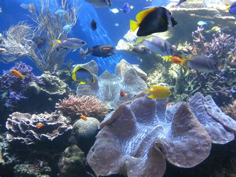 Filegiant Clams And Fish At Waikiki Aquarium Wikimedia Commons