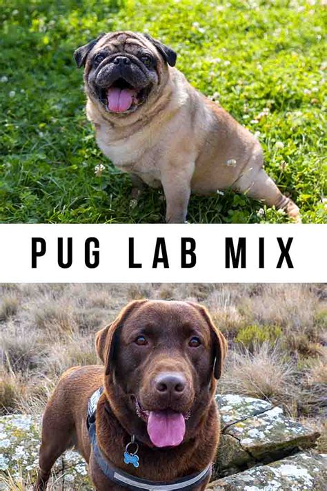 Pug Lab Mix Get Ready To Meet The Pugador Mix