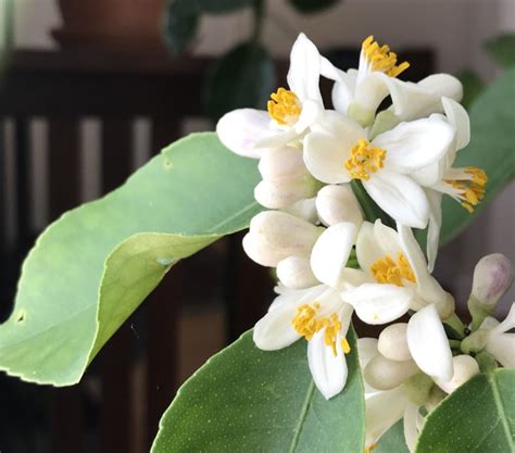 How To Pollinate A Meyer Lemon Tree My Northern Garden
