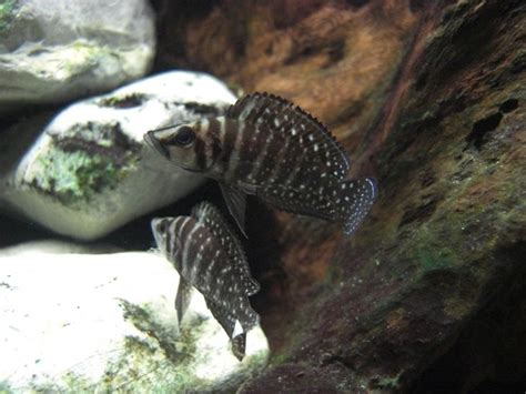 Photo Altolamprologus Calvus X Julidochromis Marlier