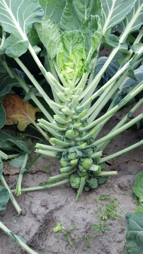 Caes Newswire Brussels Sprouts
