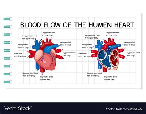 Blood Flow Human Heart Diagram Royalty Free Vector Image