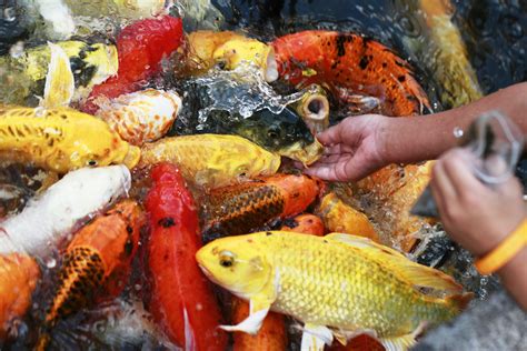 Koi Fish Feeding Tips And Recommendations For Healthy Koi — Koi Story