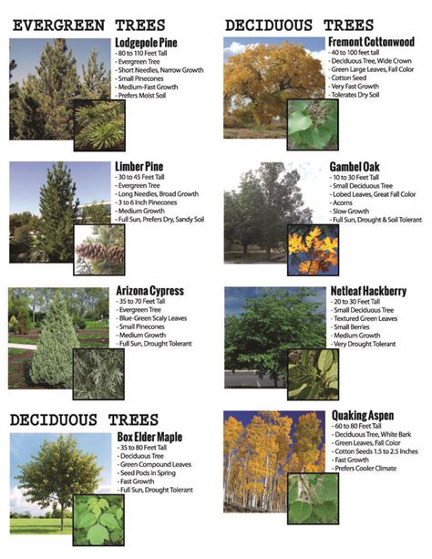 Utah Conservation District Zone 4 Fast Growing Trees Deciduous Trees