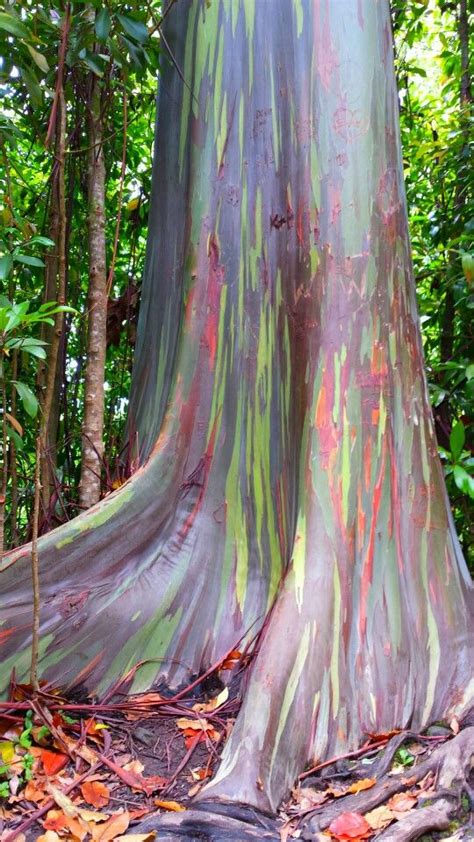 Picture Of A Rainbow Eucalyptus I Took In Maui Rainbow Eucalyptus