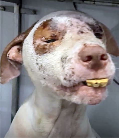 Suffering Dog With Severely Swollen Face Roamed Streets Aimlessly Until