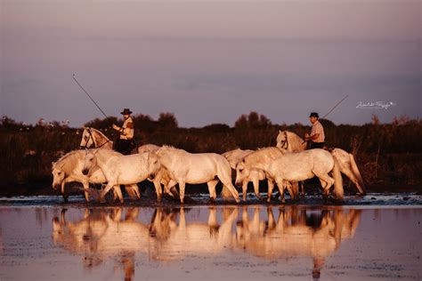 Cowboys Der Camargue Pferde Fotografie Pferdefotografie Pferdefotos