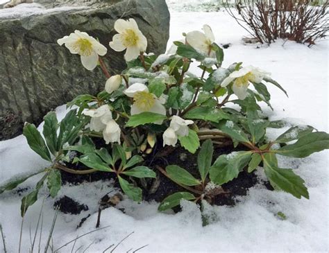 Take Advantage Of Winter Blooms For Your Nj Landscaping Tode Landscape