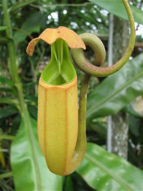Drosera capensis , cape sundew, shown here. Plantas carnívoras