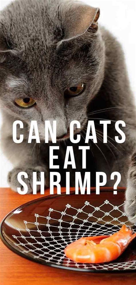 Is this herb good for your feline friend or is it actually toxic? Can Cats Eat Shrimp Or Can They Cause Problems? | Cat diet ...