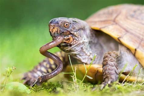 How To Feed A Box Turtle Turtlean