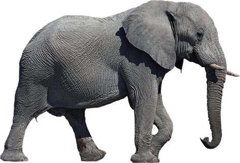 Download Elephant Transparent Background Hq Png Image Freepngimg