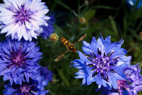 Best Blue Annual Flowers for Your Garden | HGTV