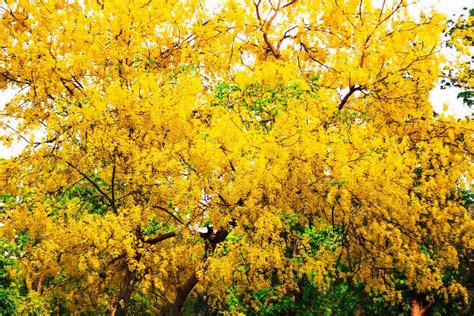 Top 10 Beautiful Flowering Trees Of India Flowering Trees Ornamental