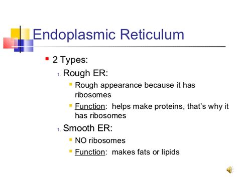The endoplasmic reticulum can either be smooth or rough, and in general its function is to produce proteins for the rest of the cell to function. Smooth Er Function - Idaman
