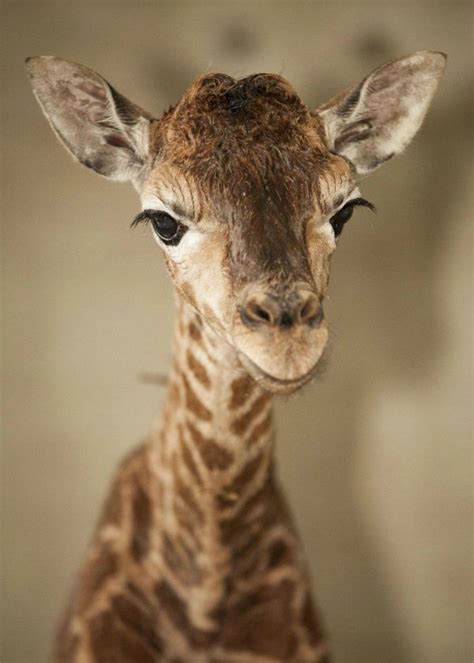 Marwell Wildlife Celebrates Birth Of New Giraffe Calf Zooborns