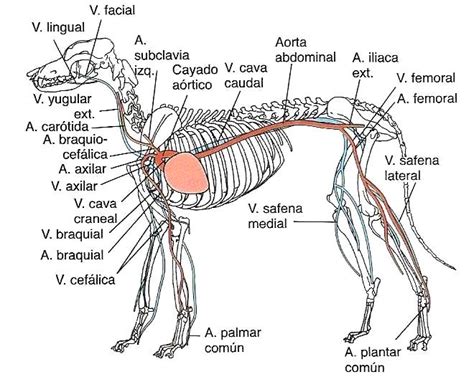 Sistema Circulatorio Del Perro Cuerpo Humano