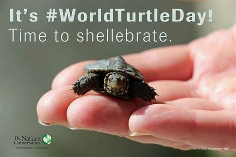 Shellebrate World Turtle Day ♡ World Turtle Day Turtle Day Turtle