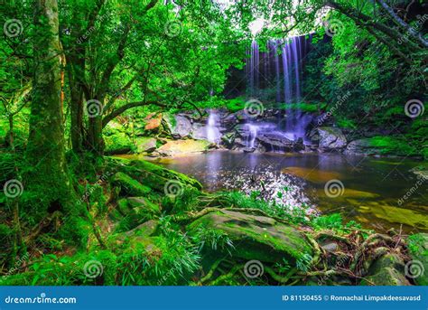 Tropical Rainforest Waterfalls Real
