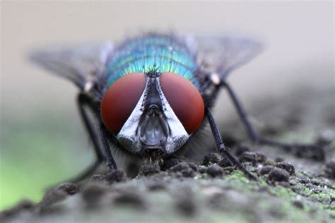 Wallpaper Animals Eyes Nature Insect Green Wildlife Bug Fly