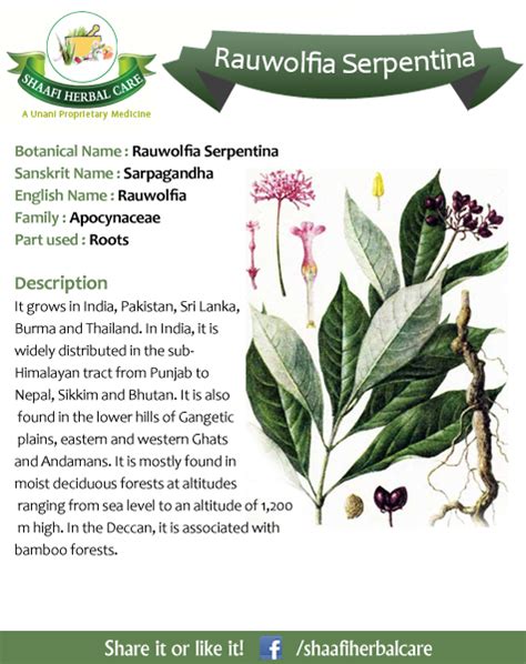 Benefits Of Rauwolfia Serpentina Sarpagandharauwolfia