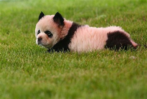 Dog That Looks Like A Panda