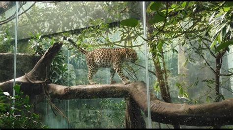 ⁴ᴷ⁶⁰ Bronx Zoo Jungle World World Of Reptiles Mouse House Madagascar
