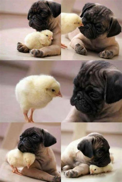 The Other Friends 2 Cute Pug And Chick Love Cute Animals Adorable