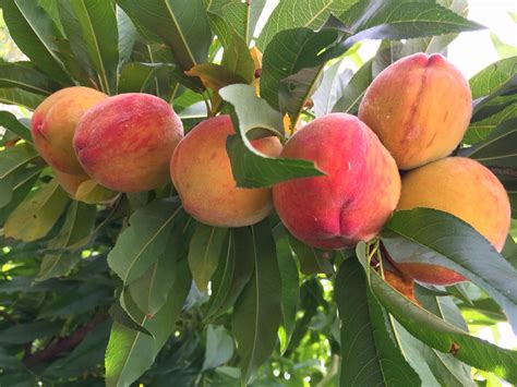 Daleys Fruit Tree Blog Peach Tree Tropic Beauty Low Chill Hours