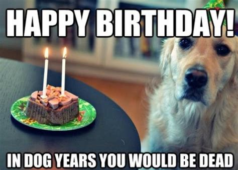 Happy Birthday Memes Dog Wishesgreeting