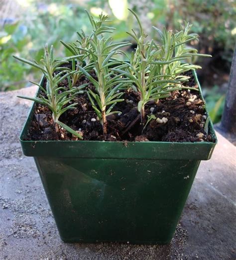 How To Propagate Rosemary From Cuttings Garden And Yard Herb Garden