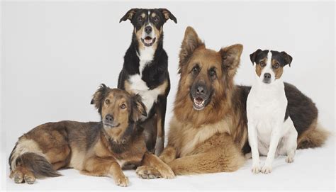 It's NOT about me: Happy pets