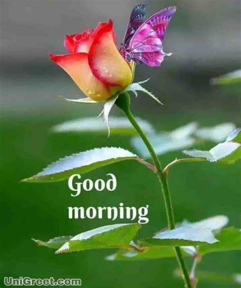 Complete Collection Of Over Good Morning Images With Beautiful Rose Flowers Stunning Full