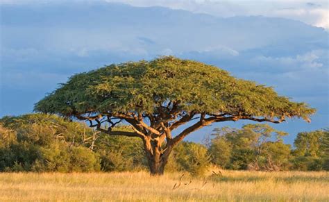 May 17, 2021 · moringa tree is often grown in northern india and subtropical regions of africa, asia, and latin america. 7 Fast Growing Trees in India