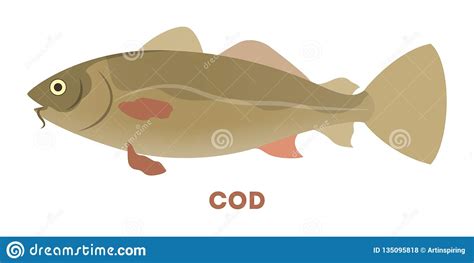 Atlantic Cod Fish Aquatic Animal Marine Creature Vector Illustration