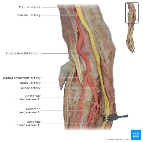 Ulnar Artery Branches Definition Clinical Notes Kenhub
