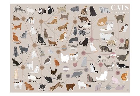 Cats Categorized Cat Breeds Chart Cat Breeds Domestic Cat Breeds