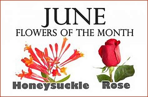 June Birth Flower Of The Month Quote June Birth Flower Birth