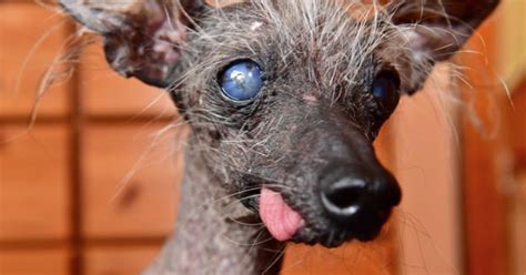 Chinese Crested Dog From Wales Crowned Third Ugliest Pet