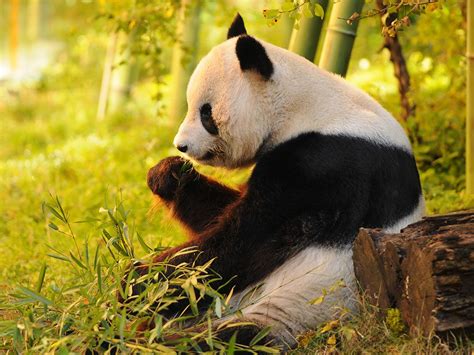 Can Chinas Giant Pandas Make A Comeback In The Wild