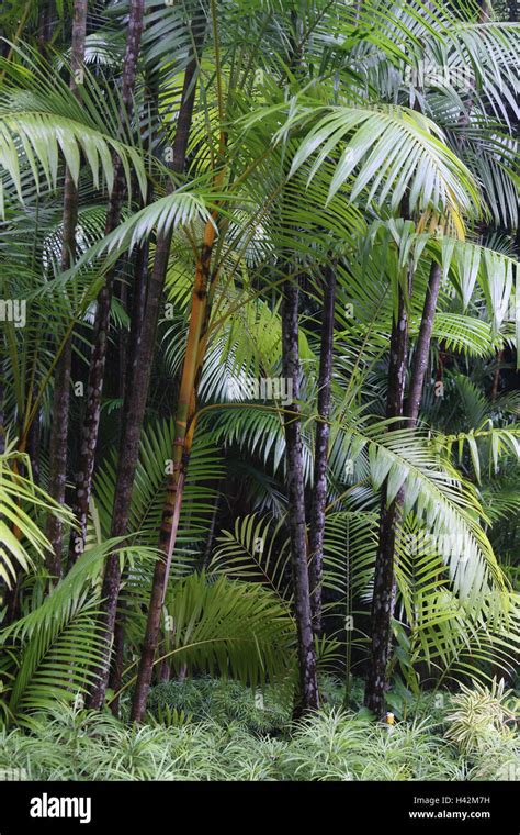 Rainforest Vegetation Hi Res Stock Photography And Images Alamy