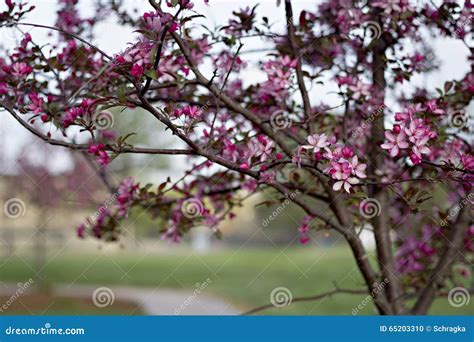 Crabapple Tree Stock Photo Image Of Flowering Lavender 65203310